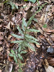 Trichomanes pinnatum