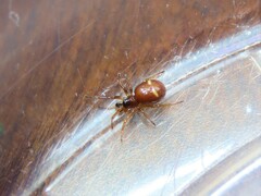 Asagena americana