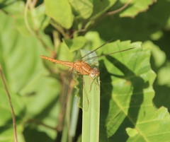 Crocothemis sanguinolenta