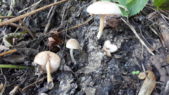 Pluteus semibulbosus