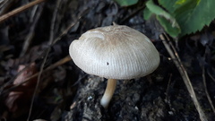 Pluteus semibulbosus