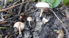 Pluteus semibulbosus