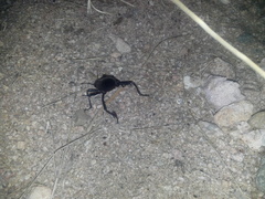 Eleodes eschscholtzii