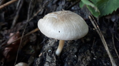 Pluteus semibulbosus