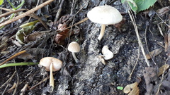 Pluteus semibulbosus