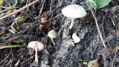 Pluteus semibulbosus