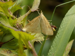 Udea lutealis
