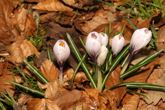 Crocus neapolitanus