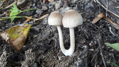 Pluteus semibulbosus