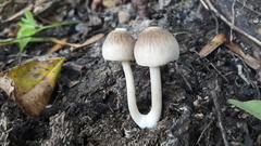 Pluteus semibulbosus