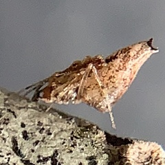 Neospintharus trigonum