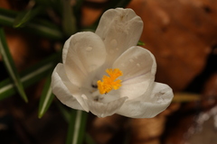 Crocus neapolitanus