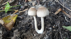 Pluteus semibulbosus