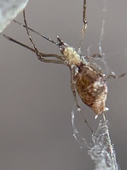 Neospintharus trigonum