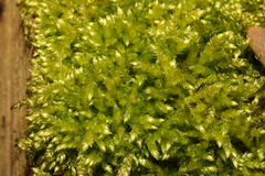 Brachythecium rutabulum