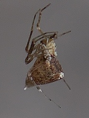 Neospintharus trigonum