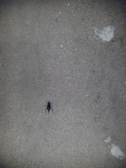 Eleodes eschscholtzii