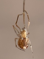Neospintharus trigonum