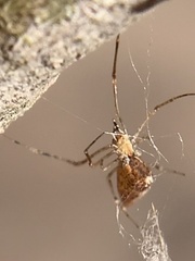 Neospintharus trigonum