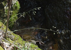 Festuca subverticillata