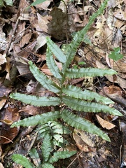 Trichomanes pinnatum