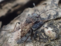 Peritrechus tristis