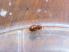 Asagena americana