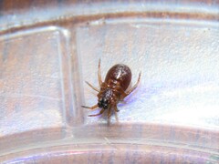 Asagena americana