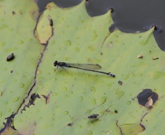 Pseudagrion hamoni