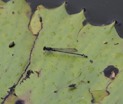 Pseudagrion hamoni