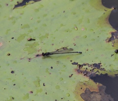 Pseudagrion hamoni