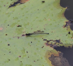 Pseudagrion hamoni