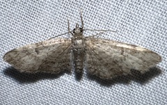 Eupithecia miserulata