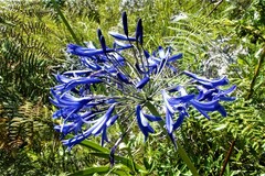 Agapanthus