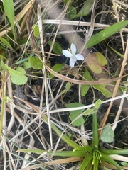 Violaceae