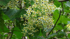 Smallanthus pyramidalis