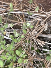 Arenaria serpyllifolia
