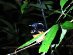 Copsychus stricklandii