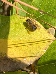 Osmia taurus