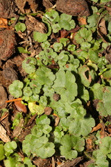 Cymbalaria muralis