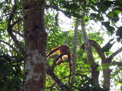 Pongo pygmaeus