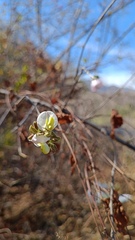 Coursetia glandulosa