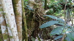 Socratea exorrhiza