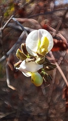 Coursetia glandulosa