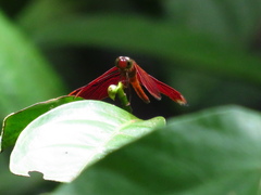 Neurothemis fluctuans