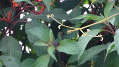 Chalybura buffonii