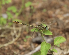 Crenigomphus hartmanni