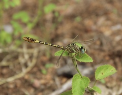 Crenigomphus hartmanni