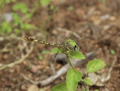 Crenigomphus hartmanni