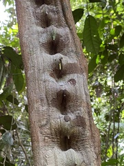 Schnella microstachya